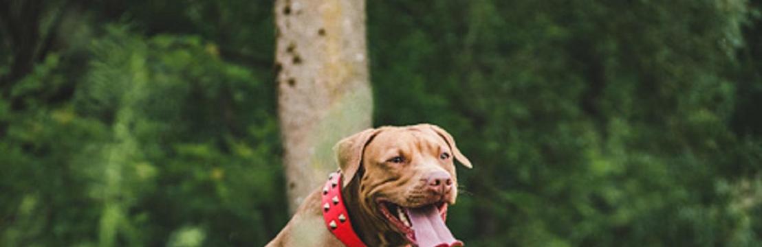 Downtown Pitbull Pups
