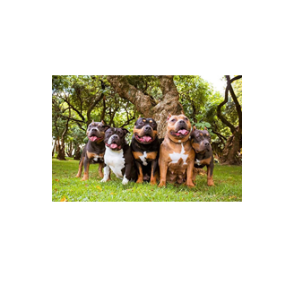 Downtown Pitbull Pups